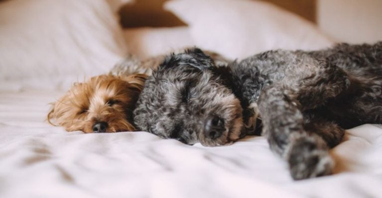 10 Ways Dogs’ Sleep Cycles Differ From Humans