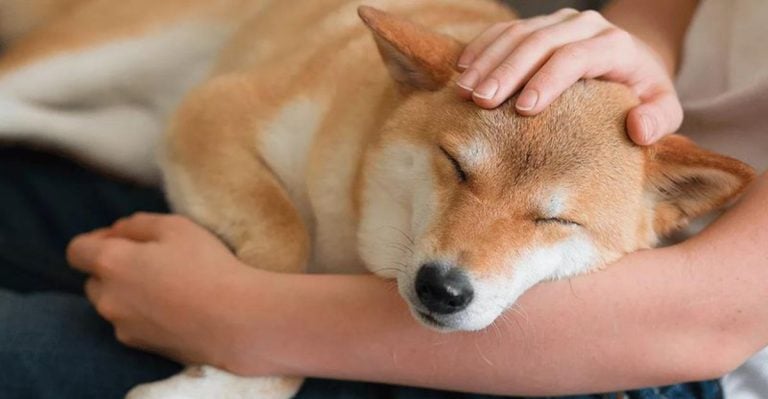 10 Ways to Make Life Less Stressful for Dogs
