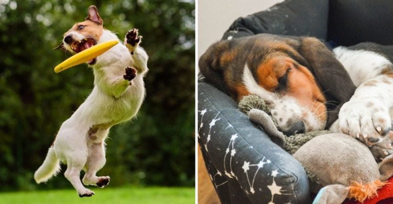 11 Dog Breeds That Are Extra Demanding (And 11 That Are Super Chill)