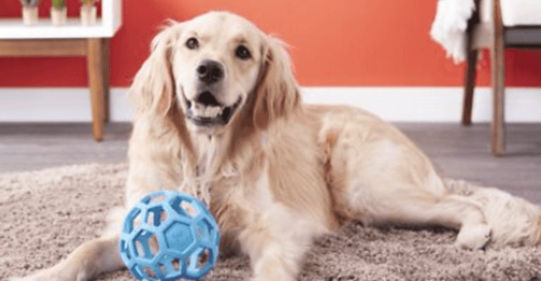 11 Genius Toys That’ll Keep Your Indoor Dog Busy (and Out of Trouble)