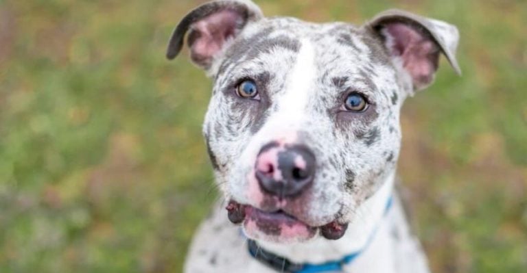 11 Stunning Pit Bull Colors That Will Make You Do a Double Take