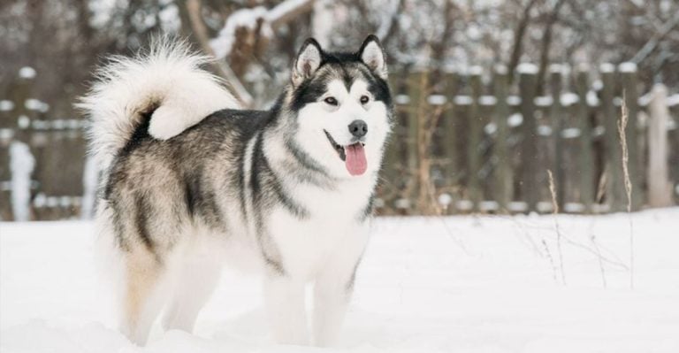11 Stunning Variations of the Husky Breed