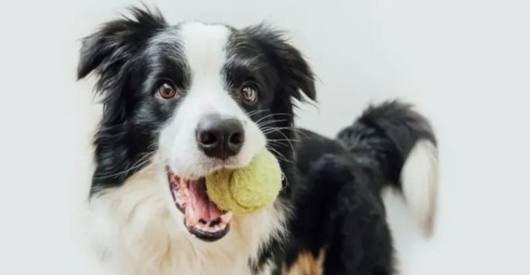 11 Surprising Things No One Tells You About Your Dog’s Teenage Years