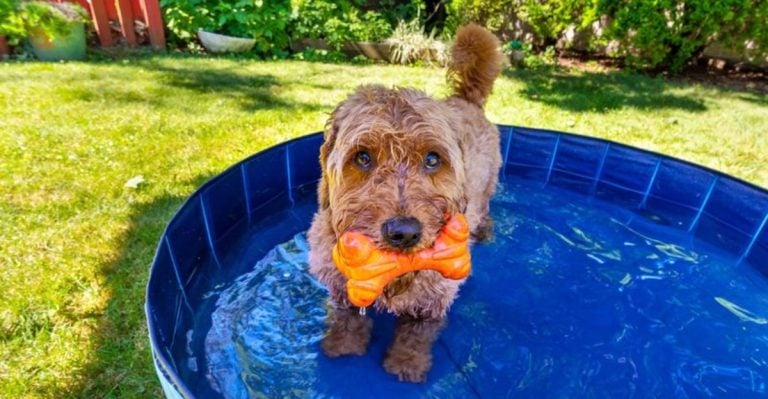 12 Brilliant Ways to Keep Your Dog from Overheating In Summer