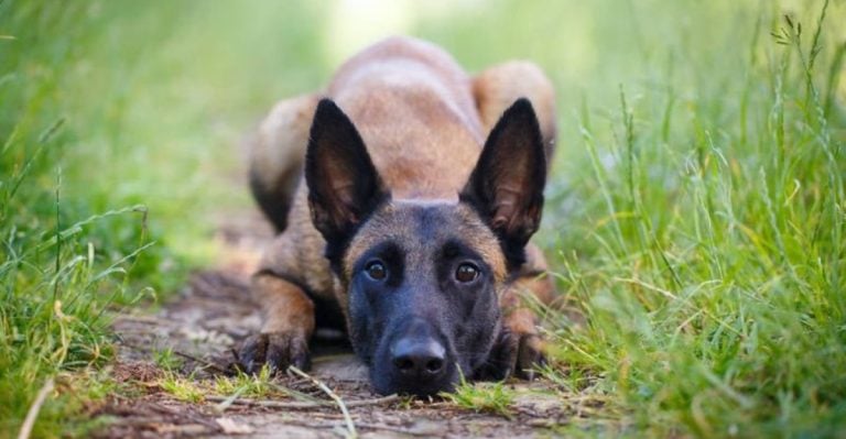 12 Cutest Pointy-Eared Dog Breeds