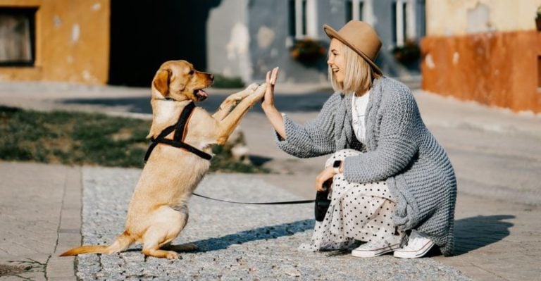 12 Dog Behaviors That Prove They Totally Understand You