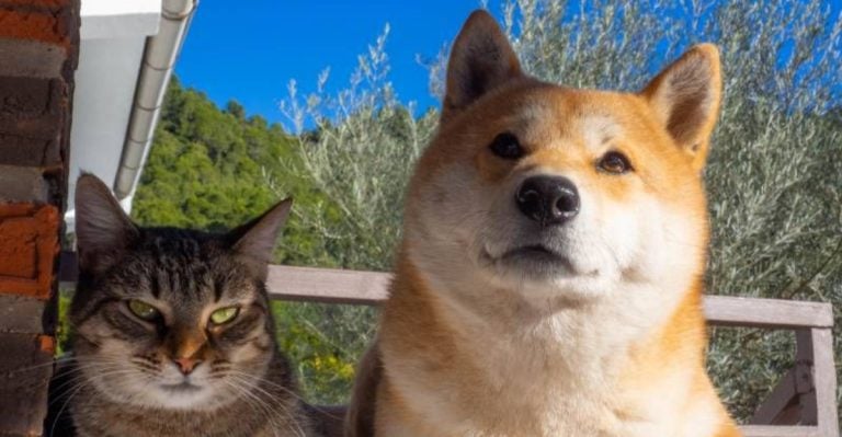 12 Dog Breeds With Cat-Like Personalities