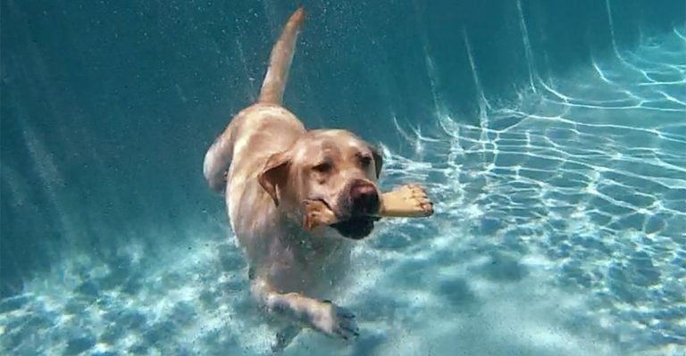 12 Dogs That Will Jump in Before You Even Dip a Toe