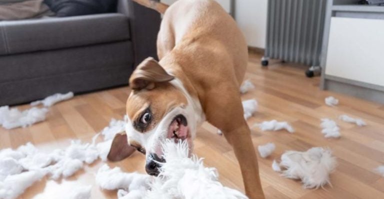 12 Game-Changing Tricks That Stop Dogs from Ruining Your Home