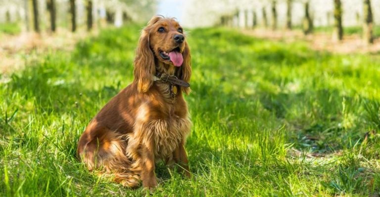 12 Medium-Sized Dogs That Make Being a First-Time Owner a Breeze