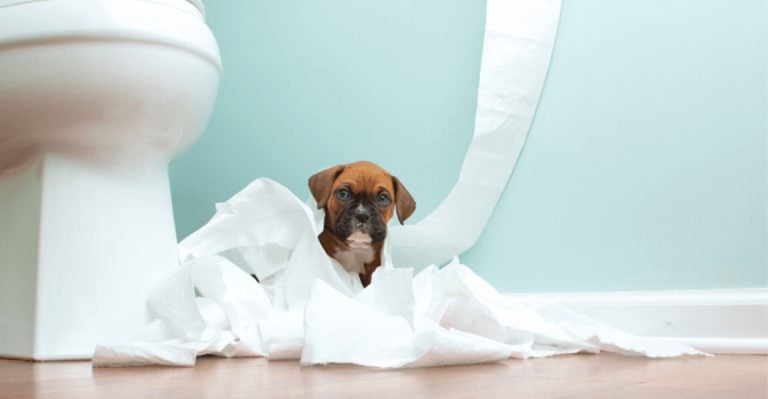 12 Mistakes You’re Making In Your Puppy’s Potty Training