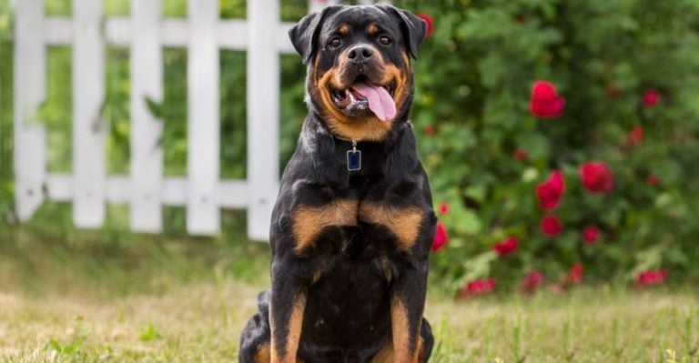 12 Potential Risks of Adopting a Rottweiler You Should Consider