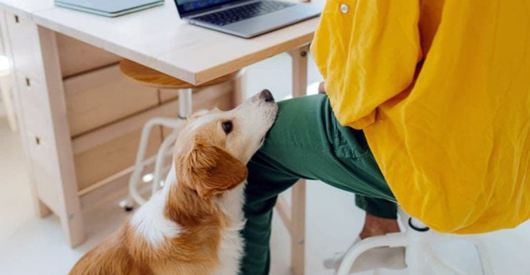 12 Reasons One Dog Might Actually Be the Wrong Choice