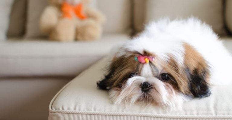 12 Shih Tzu Struggles That’ll Make You Laugh (and Cry)