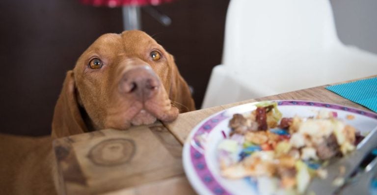 12 Simple Steps to Help Your Dog Lose Weight