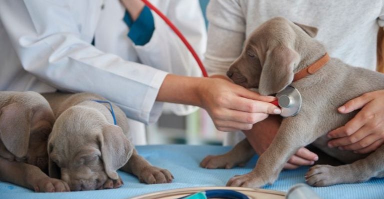 12 Simple Ways to Keep Your Dog Healthy