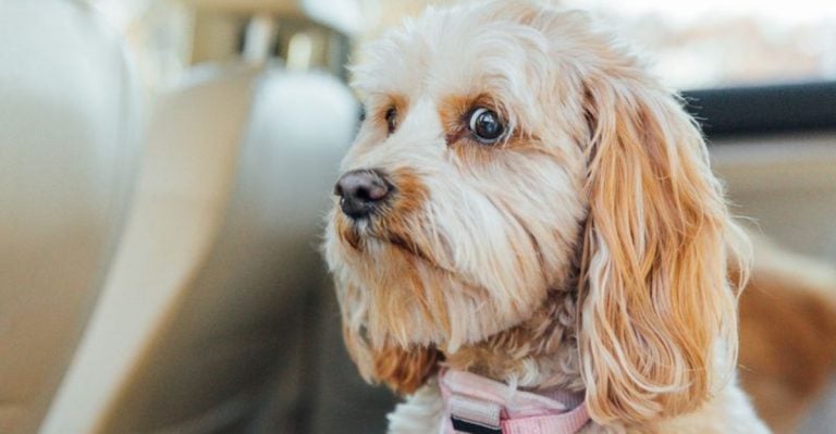 12 Subtle Ways You’re Making Life Harder for Your Dog