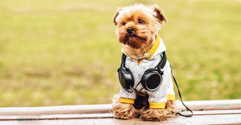12 Things Dogs Can Hear That Humans Can’t