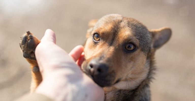 12 Things Dogs Do That Show Their Incredible Emotional Awareness