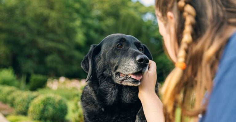 12 Things Your Senior Dog Craves From You in Their Golden Years