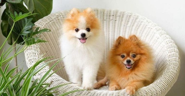 12 Toy Dog Breeds That Steal the Spotlight