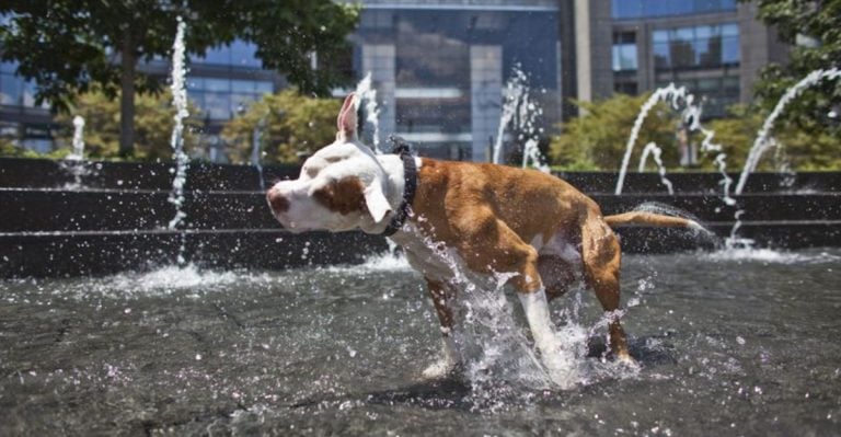 12 Vet-Backed Tips to Keep Your Dog Safe and Happy in a Heatwave This Summer