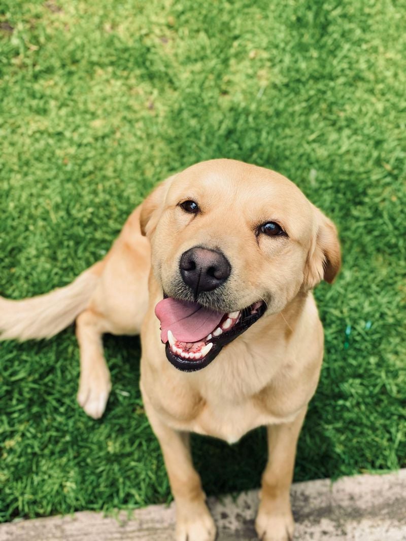 Labrador Retriever