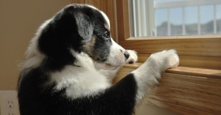 13 Adorable Dogs With Big Separation Issues