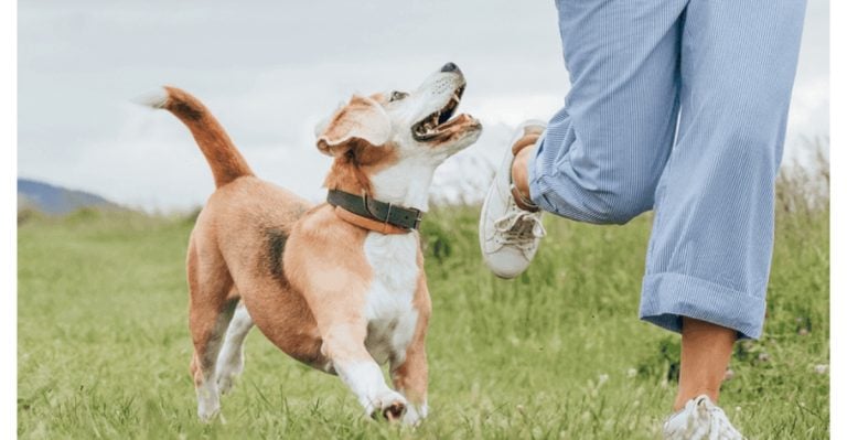 13 Adorable Ways Your Dog Shows You’re Their Person