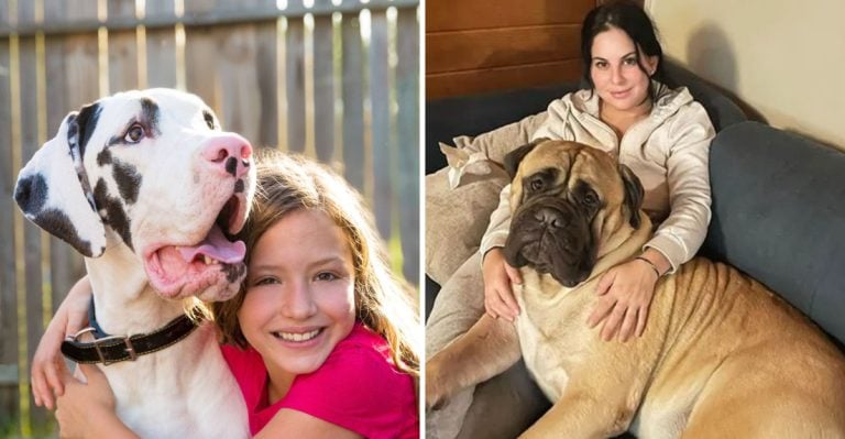 13 Big Dog Breeds With the Kindest Hearts
