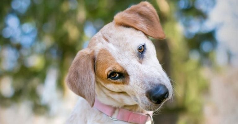 13 Dog-Approved Words You Should Be Using—Plus 7 to Stop Saying