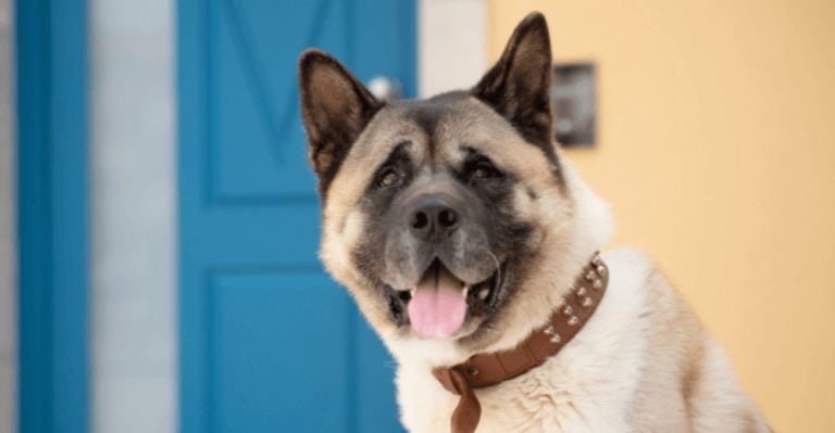 13 Dog Breeds That Can Turn on Their Owners Without Proper Training