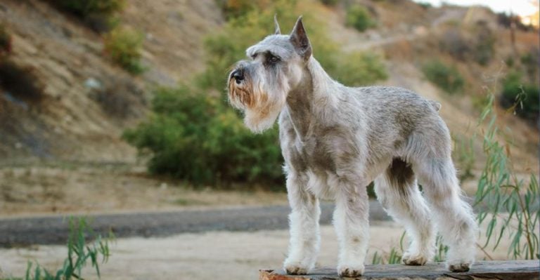 13 Dog Breeds That Don’t Smell: Yes, They Really Exist