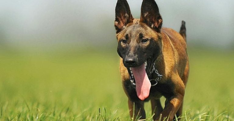 13 Dog Breeds with the Strongest Natural Instincts