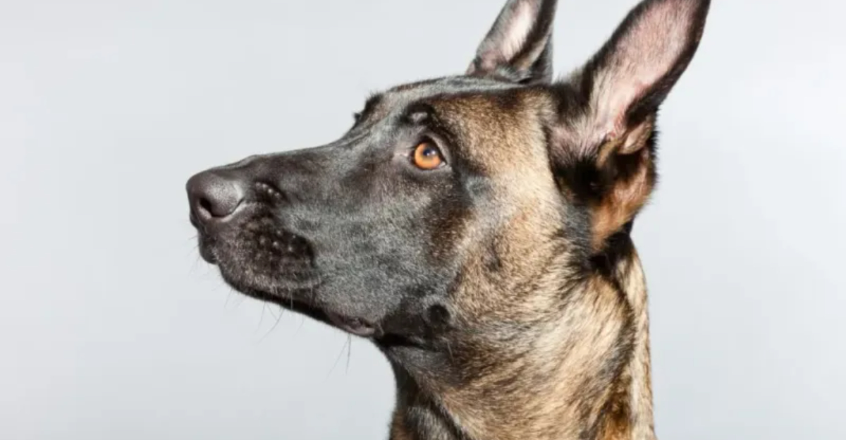 13 Dogs With Noses So Good, They're Basically Superpowers