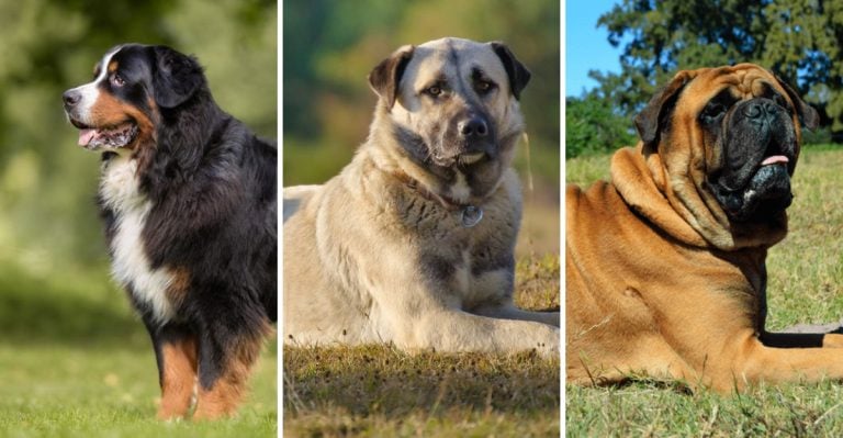 13 Fluffy Giants Who’ll Be Your Best Friend (and a Stranger’s Worst Nightmare)