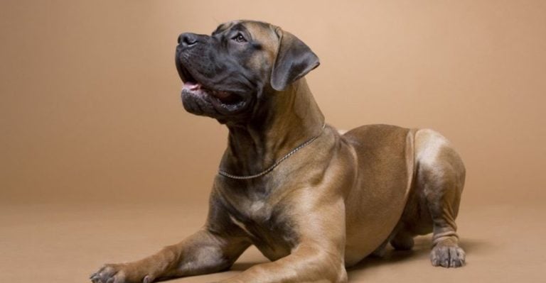 13 Huge Dog Breeds That Could Knock You Over With One Paw