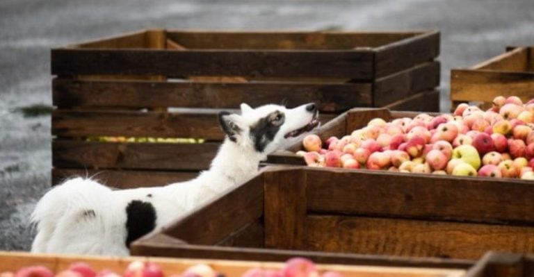 13 Human Superfoods That Are Healthy for Dogs