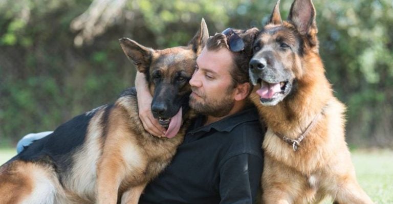 13 Incredible Ways German Shepherds Show Their Unwavering Loyalty