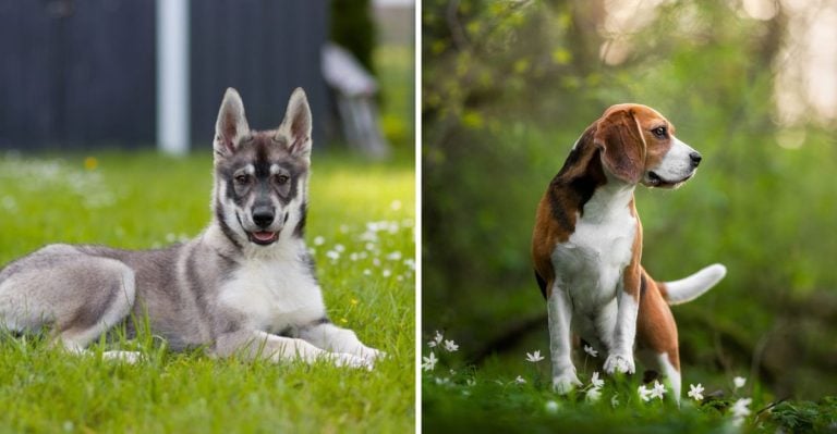 13 Mixed-Breed Dogs So Cute You’ll Want One Today — Plus 6 Purebreds You Shouldn’t Overlook
