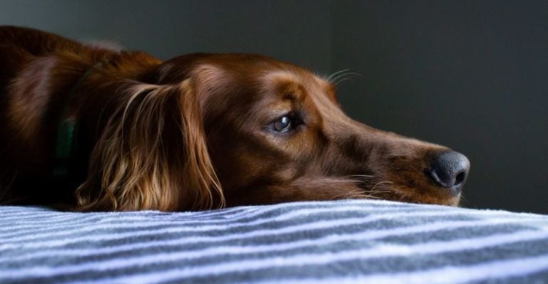 13 Quiet Cries for Help: Subtle Ways Your Dog Is Saying ‘I Need You’