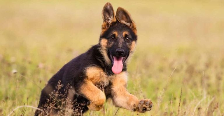 13 Reasons Getting a German Shepherd Puppy Could Be Your Biggest Mistake
