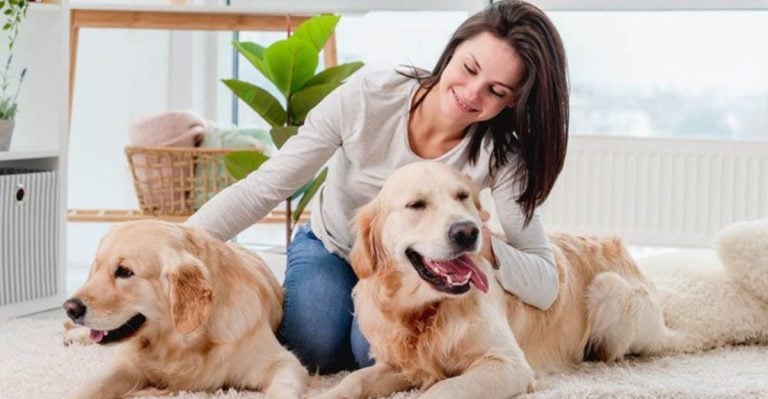 13 Reasons Golden Retrievers Aren’t the Dream Dog Everyone Says They Are