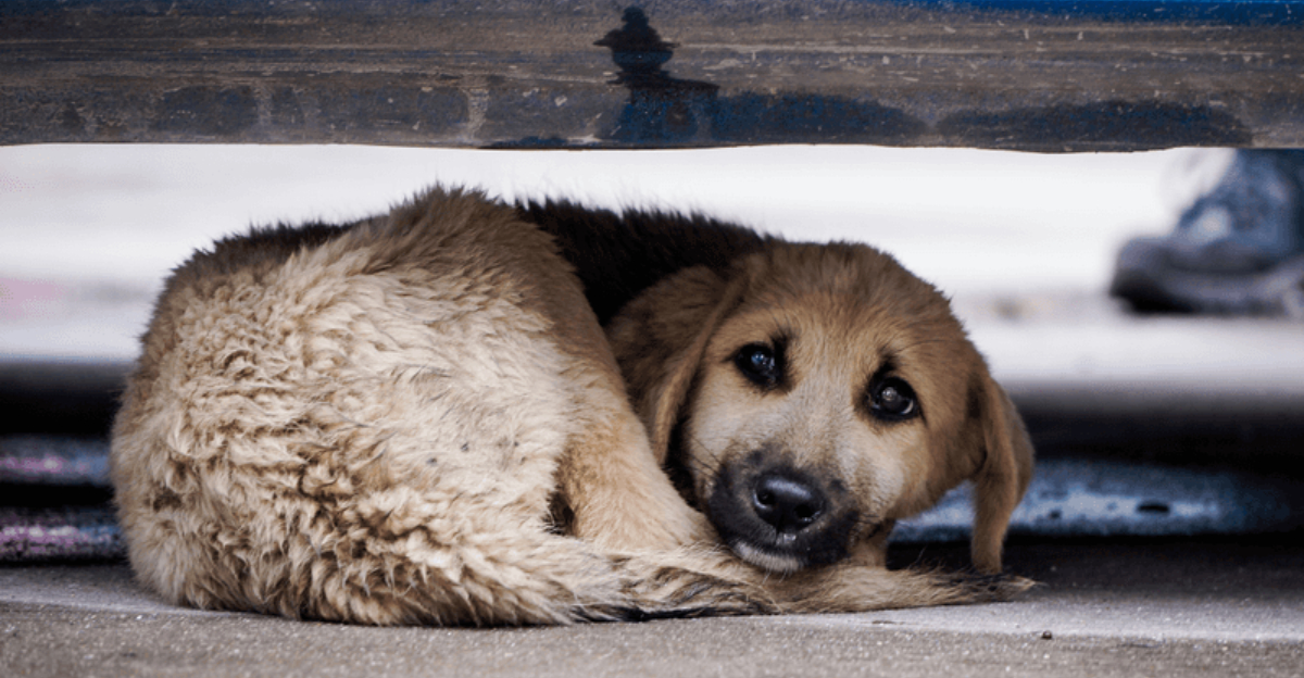 Picture of 13 Reasons Some Dogs Are More Anxious Than Others