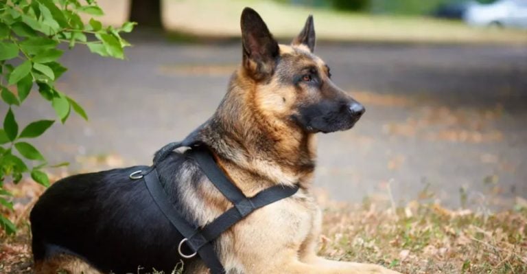 13 Reasons Why a German Shepherd Is Still the Best Security System You Can Get for Your Home