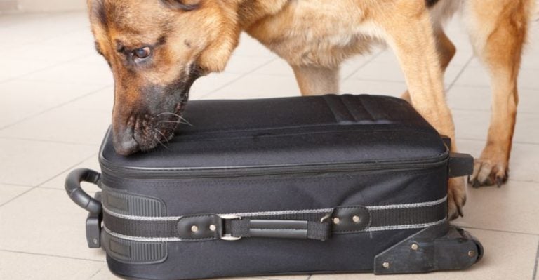 13 Things Dogs Do When They Sense a Major Change in Their Life is Coming