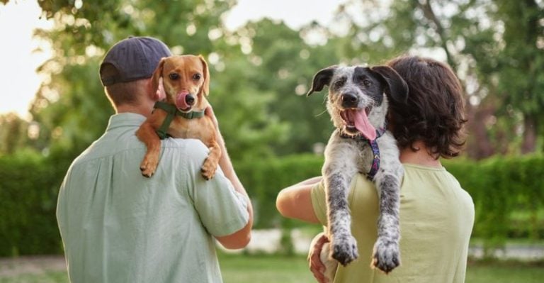 14 Major Differences Between Male and Female Dogs Every New Owner Should Know