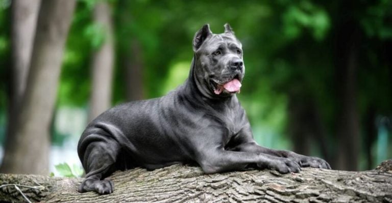 14 Most Beautiful Italian Dog Breeds