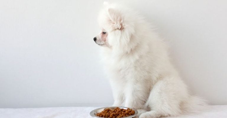 14 Sneaky Changes in Dogs That Veterinarians Take Very Seriously