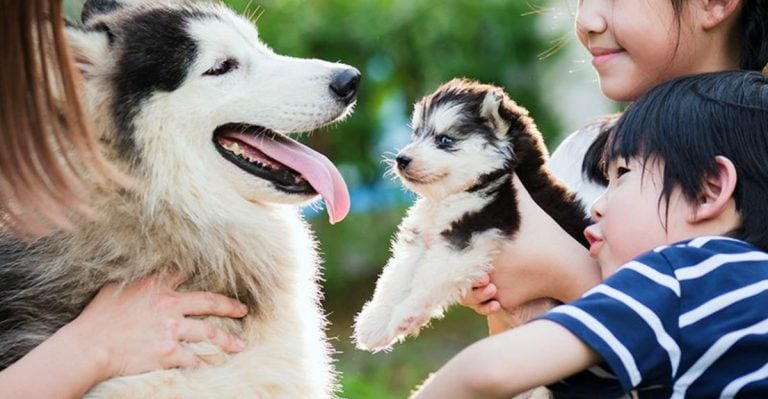 14 Things Dog Owners Wish They Had Done Sooner (You Still Have Time)